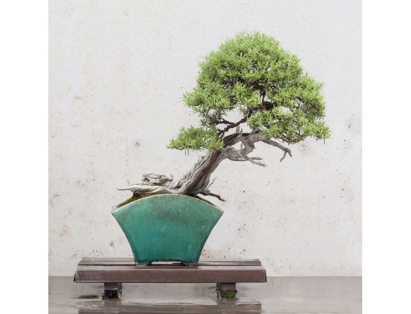 Visita guidata al Crespi Bonsai Museum | Valerio Rigitano
