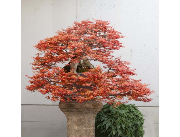 Führung durch das Bonsai-Museum Crespi | Valerio Rigitano