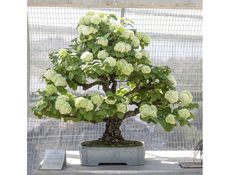 Visita guidata al Crespi Bonsai Museum | Valerio Rigitano