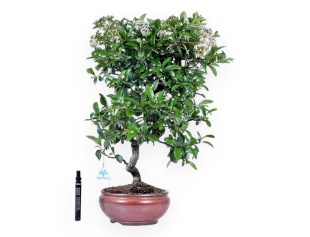 Bonsaï de Pyracantha de 57 cm | Pot rond bronze