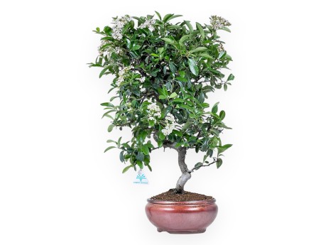 Bonsaï de Pyracantha de 57 cm | Pot rond bronze