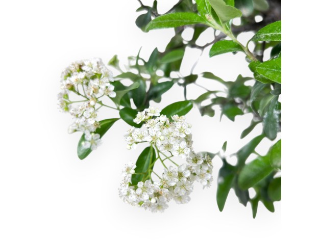 Bonsaï de Pyracantha de 57 cm | Pot rond bronze 2