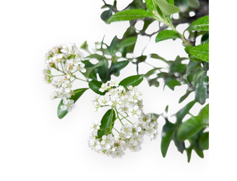 Bonsaï de Pyracantha de 57 cm | Pot rond bronze