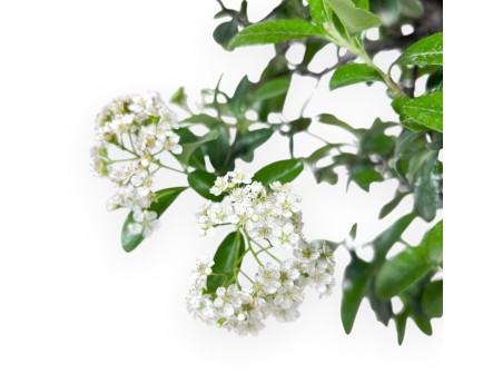 Bonsaï de Pyracantha de 57 cm | Pot rond bronze