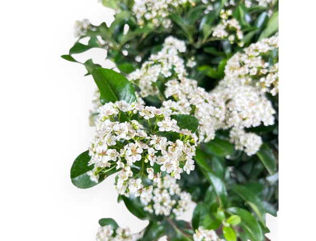 Bonsai of Pyracantha of 59 cm | Cream rectangular pot 2