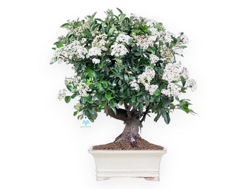 Bonsai of Pyracantha of 59 cm | Cream rectangular pot