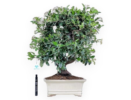 Bonsai of Pyracantha of 59 cm | Cream rectangular pot
