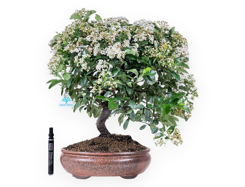 Bonsai di Pyracantha da 47 cm | Vaso ovale bronzo