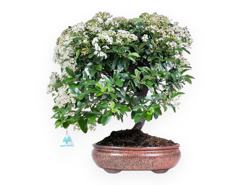 Bonsai di Pyracantha da 47 cm | Vaso ovale bronzo