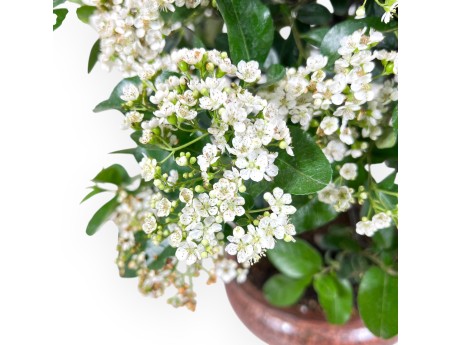 Bonsai di Pyracantha da 47 cm | Vaso ovale bronzo