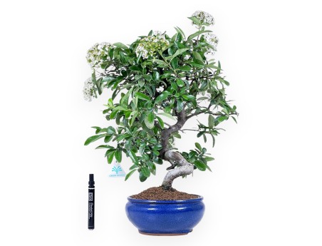 Bonsái de Pyracantha de 53 cm | Maceta redondo azul