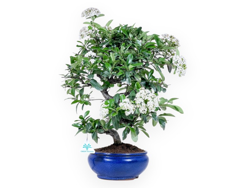 Bonsái de Pyracantha de 53 cm | Maceta redondo azul