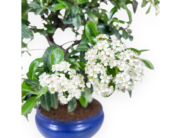 Bonsái de Pyracantha de 53 cm | Maceta redondo azul 2