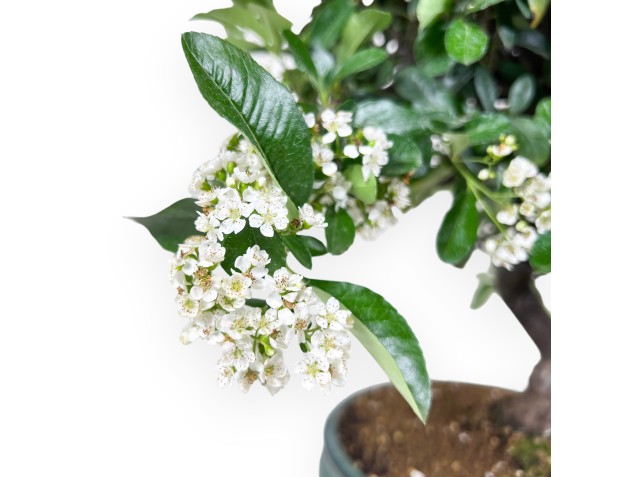 Bonsái de Pyracantha de 53 cm | Maceta oval verde 2