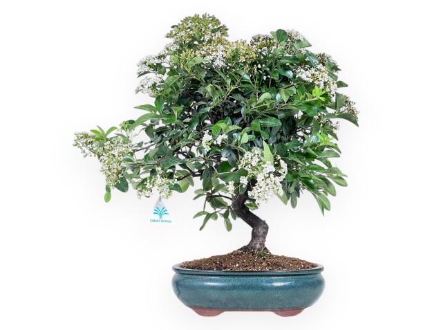 Bonsái de Pyracantha de 53 cm | Maceta oval verde