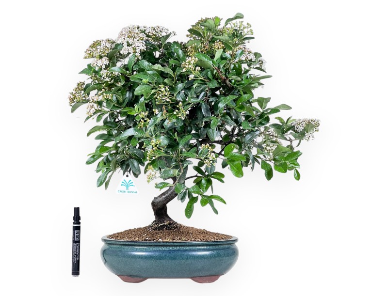 Bonsái de Pyracantha de 53 cm | Maceta oval verde