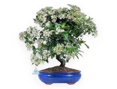 Bonsaï de Pyracantha de 48 cm | Pot ovale bleu