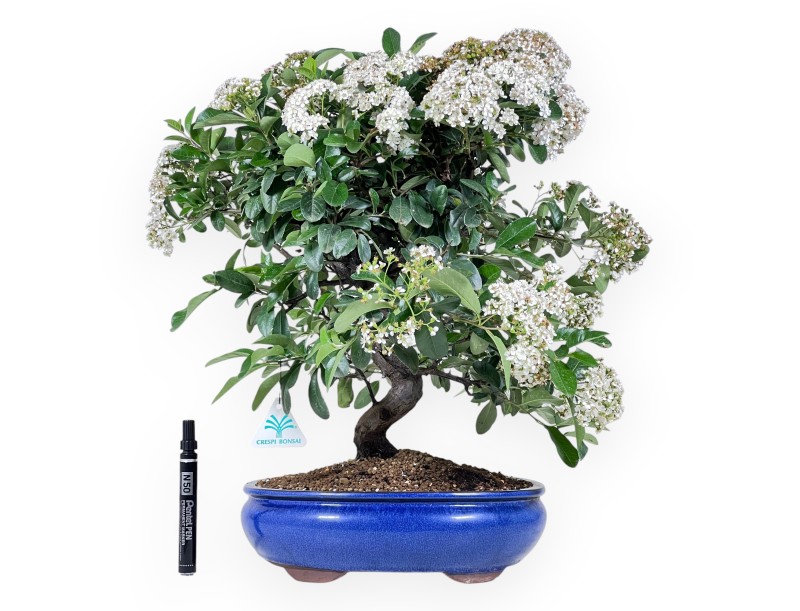 Bonsaï de Pyracantha de 48 cm | Pot ovale bleu