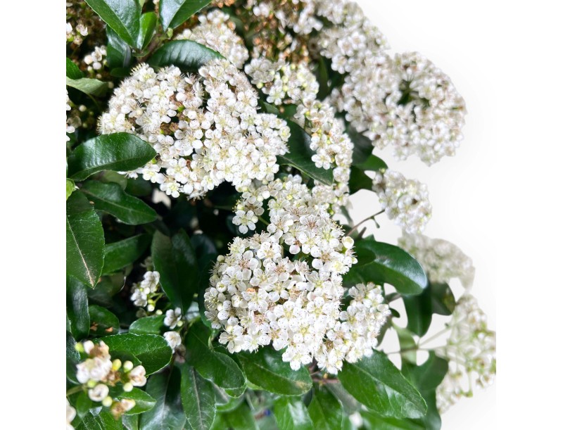 Bonsaï de Pyracantha de 48 cm | Pot ovale bleu