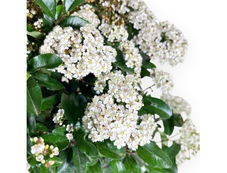 Bonsaï de Pyracantha de 48 cm | Pot ovale bleu