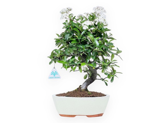 Bonsaï de Pyracantha de 38 cm | Pot ovale crème