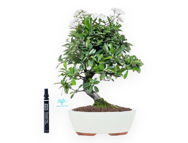 Bonsaï de Pyracantha de 38 cm | Pot ovale crème
