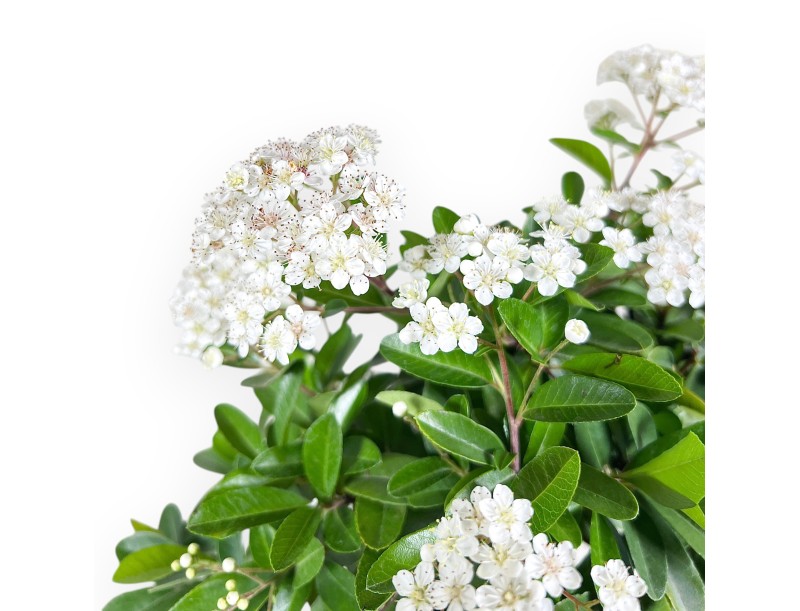 Bonsaï de Pyracantha de 38 cm | Pot ovale crème