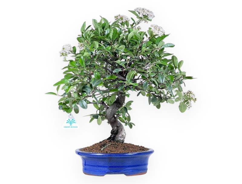 Bonsaï de Pyracantha de 48 cm | Pot ovale bleu