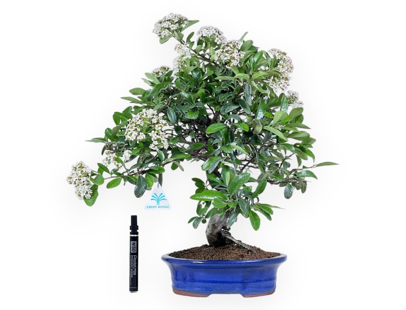 Bonsaï de Pyracantha de 48 cm | Pot ovale bleu