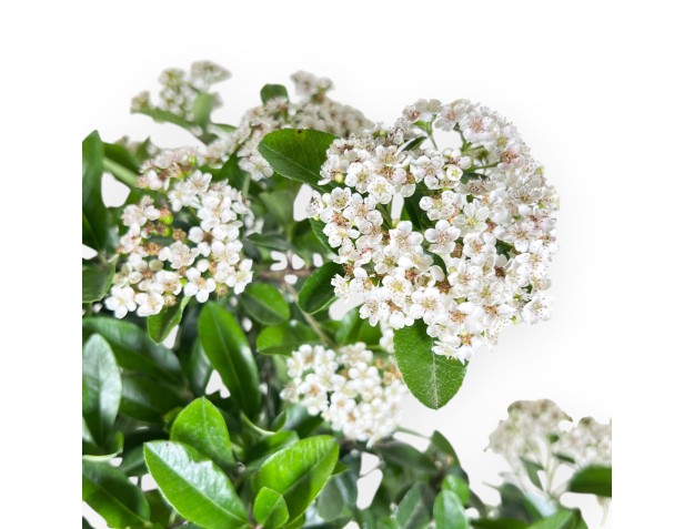 Bonsaï de Pyracantha de 48 cm | Pot ovale bleu 2