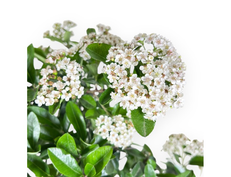 Bonsaï de Pyracantha de 48 cm | Pot ovale bleu