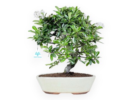 Bonsai di Pyracantha da 40 cm | Vaso ovale crema