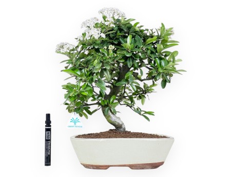 Bonsai di Pyracantha da 40 cm | Vaso ovale crema