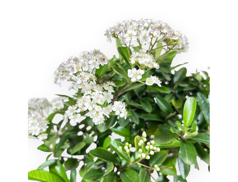 Bonsai di Pyracantha da 40 cm | Vaso ovale crema