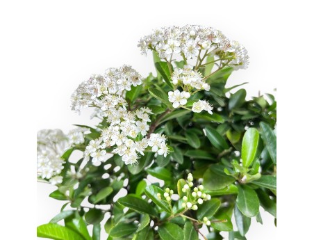 Bonsai di Pyracantha da 40 cm | Vaso ovale crema