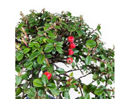 Bonsai van Cotoneaster van 39 cm | Blauw rechthoekige pot
