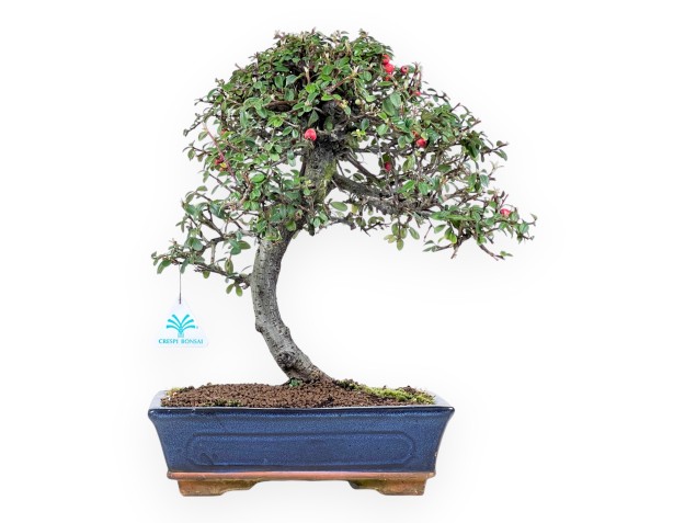Bonsaï de Cotoneaster de 39 cm | Pot rectangulaire bleu