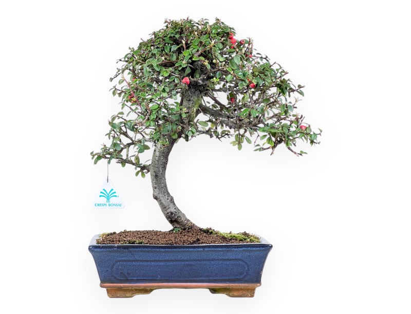 Bonsai von Cotoneaster von 39 cm | Blau rechteckiger Topf