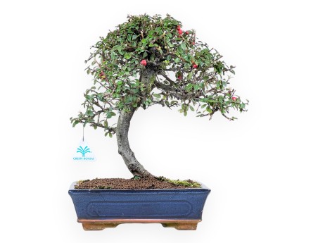 Bonsai von Cotoneaster von 39 cm | Blau rechteckiger Topf