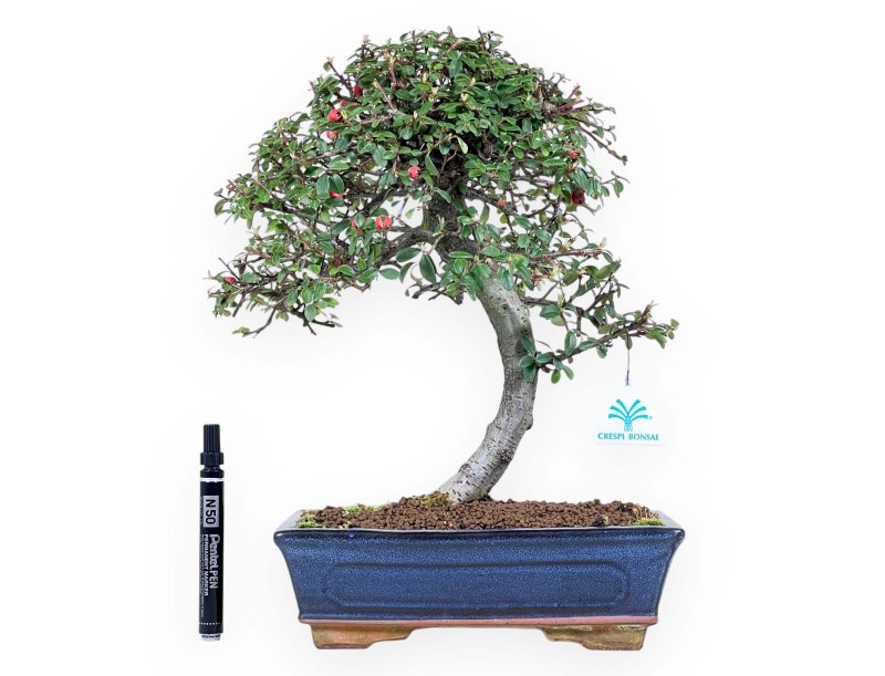 Bonsai di Cotoneaster da 39 cm | Vaso rettangolare blu