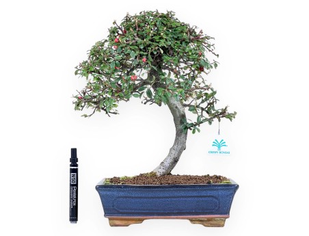 Bonsai van Cotoneaster van 39 cm | Blauw rechthoekige pot