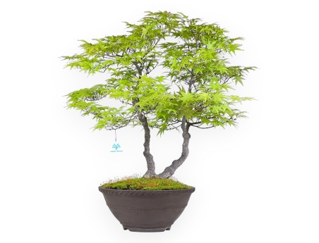 Bonsaï de érable de 68 cm | Pot rond en grès