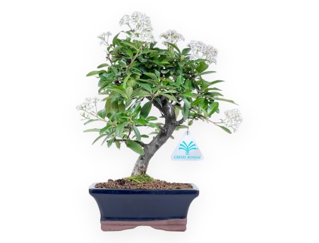 Bonsaï de Pyracantha de 31 cm | Pot rectangulaire bleu