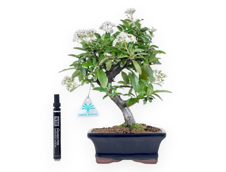 Bonsaï de Pyracantha de 31 cm | Pot rectangulaire bleu