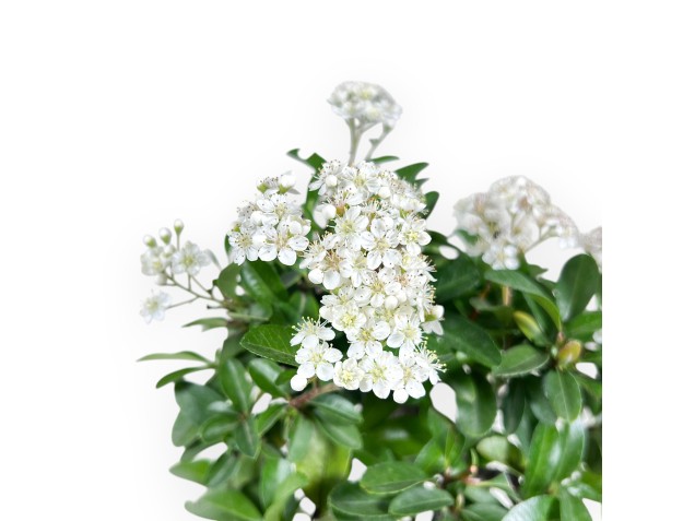 Bonsaï de Pyracantha de 31 cm | Pot rectangulaire bleu 2