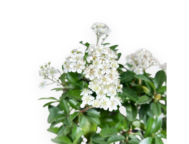 Bonsaï de Pyracantha de 31 cm | Pot rectangulaire bleu