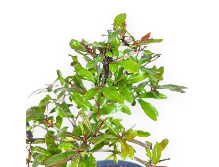 Bonsai von granatapfel von 29 cm | Oval blau Topf