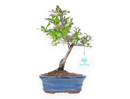 Bonsai van granaatappel van 29 cm | Ovaal blauw pot