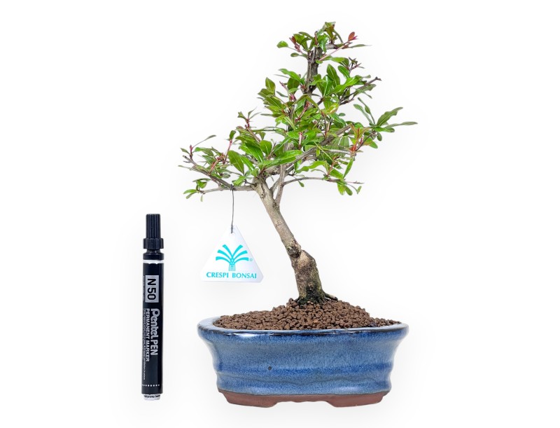Bonsái de granado de 29 cm | Maceta oval azul
