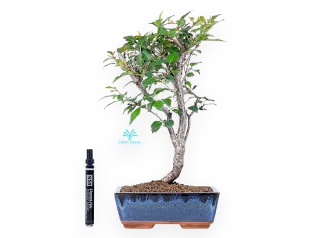 Bonsaï de Prunus de 37 cm | Pot rectangulaire bleu